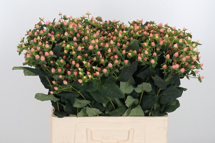 <h4>Hyp Pacific Jade</h4>