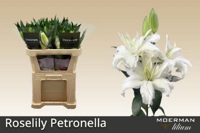 Li Or Double Roselily Petronella Super