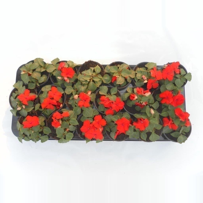 <h4>Impatiens Walleriana, diverse kleuren per kar</h4>