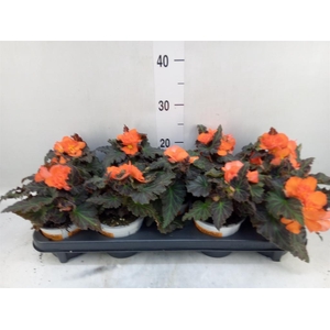 Begonia boliv. 'Encanto Orange'