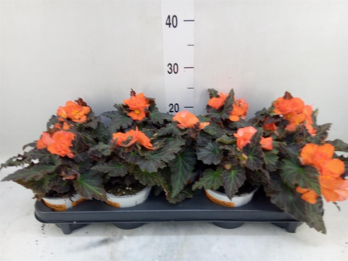 <h4>Begonia boliv. 'Encanto Orange'</h4>