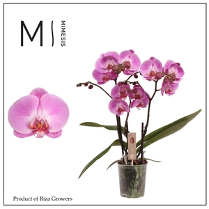 Mimesis Phal. Spirit Pink - 3 spike 12cm