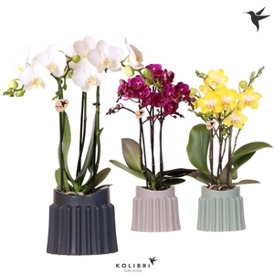 Kolibri Orchids Phalaenopsis mix 3 spike in Raw pot mix