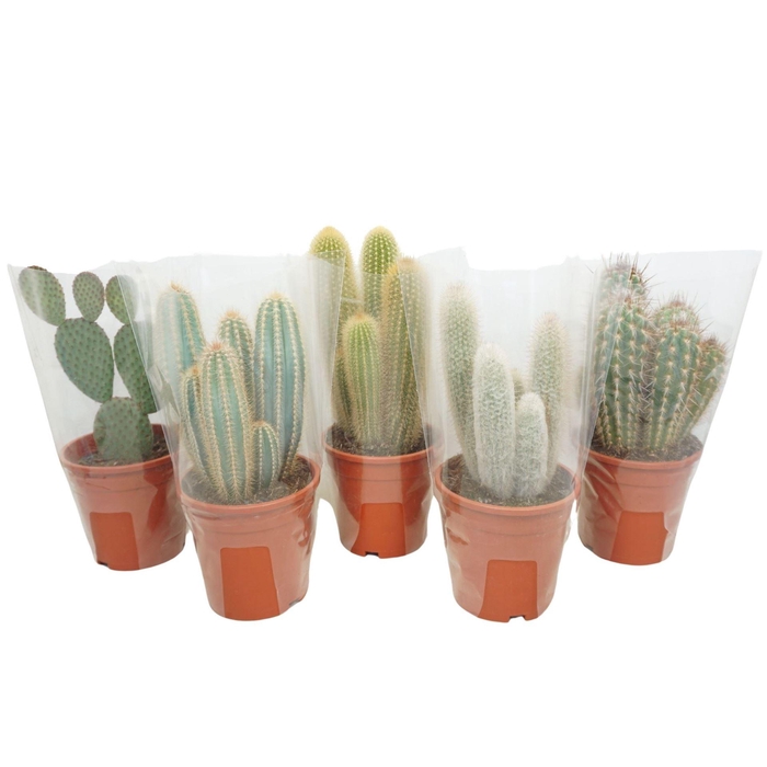 <h4>Cactus ...mix</h4>