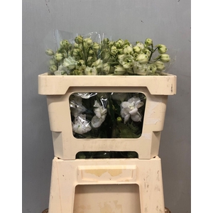 DELPH DU CENTU WHITE