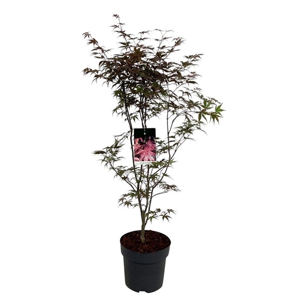 <h4>Acer pal. 'Bloodgood'</h4>