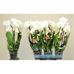 PHAL EL CASCADE