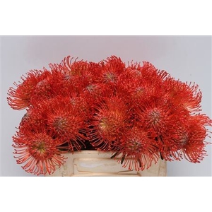 LEUCOSPERMUM SUCCESSION LEUCO SUCCE
