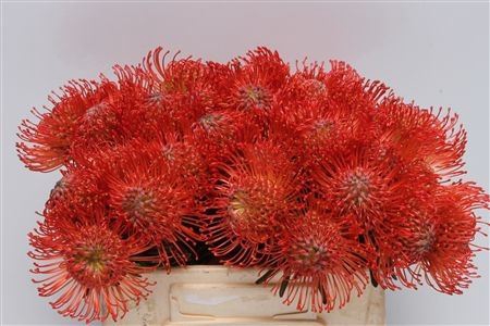 LEUCOSPERMUM SUCCESSION LEUCO SUCCE