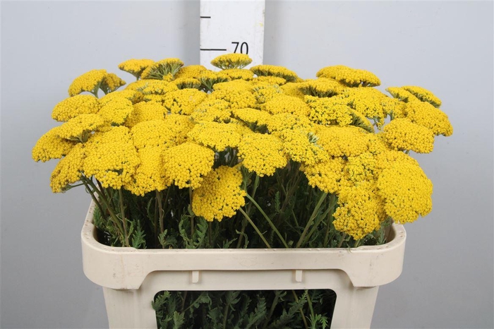 <h4>Achil F Parker Variety</h4>