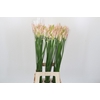 Nerine Bicolor Bionce