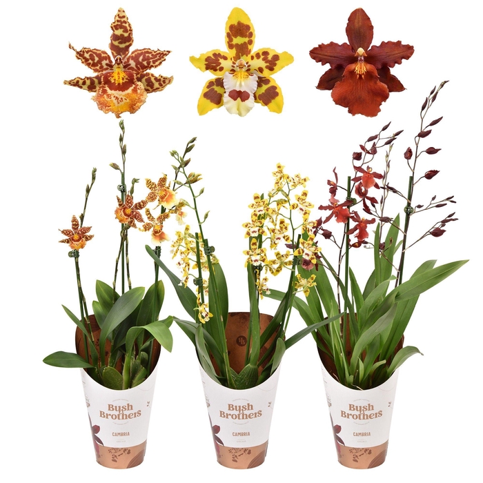 <h4>Cambria 3 tak mix</h4>