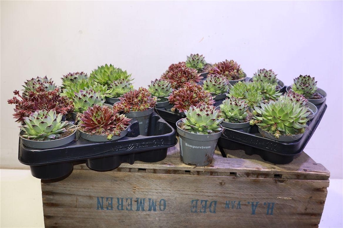 <h4>arr8 Semp Ov</h4>