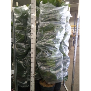 Ficus lyrata 'Bambino'