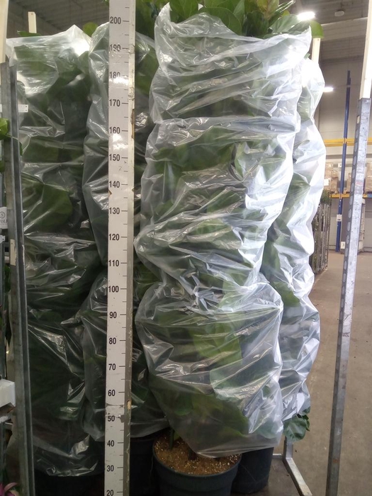 <h4>Ficus lyrata 'Bambino'</h4>