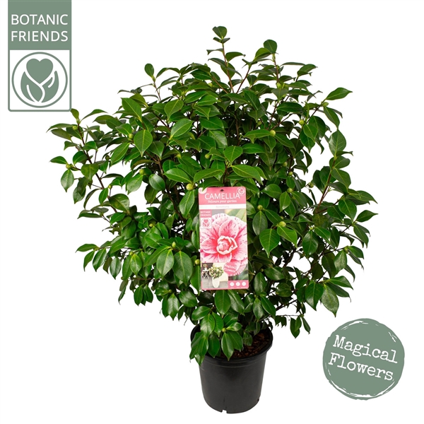 <h4>Camellia jap. 'Bonomiana'</h4>