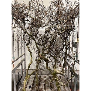 Corylus A Contorta 5 Jarig