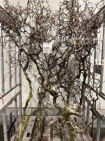 Corylus A Contorta 5 Jarig