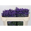 Aster Baby Parade