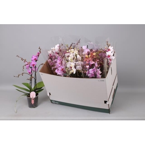Phalaenopsis MF mix 12Ø 50cm 2st 30fl