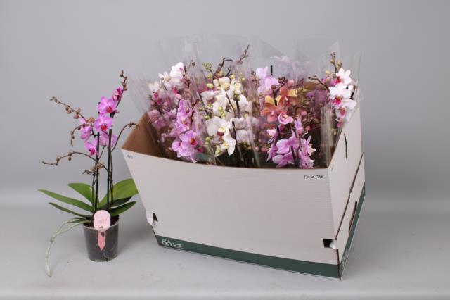 Phalaenopsis MF mix 12Ø 50cm 2st 30fl