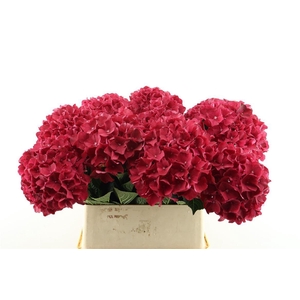 Hydr M Rubyred 80-18