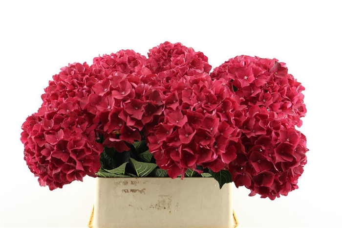<h4>Hydr M Rubyred 80-18</h4>