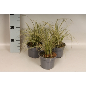 Overig 12 cm Carex brunnea Aureovariegata