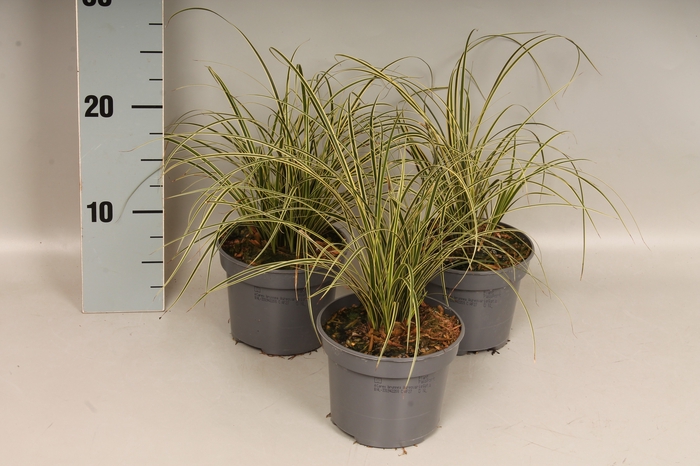 Overig 12 cm Carex brunnea Aureovariegata