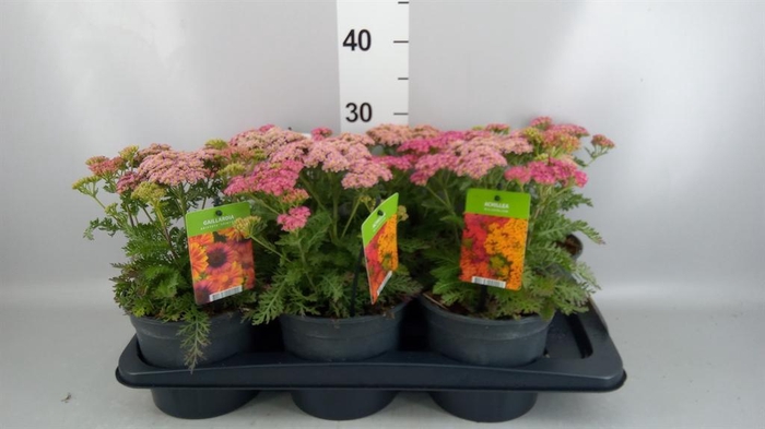 <h4>Achillea millef.</h4>