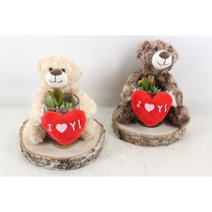 Arr3 Ad - Bear On Slice X2