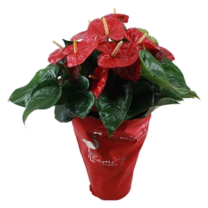 Anthurium XL.88 Aloha Red 24cm