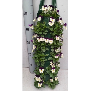 VIO CO EM WHI PU JUP