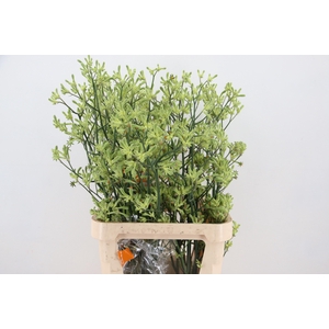 ANIGOZ GREEN 100CM ARTISTIC