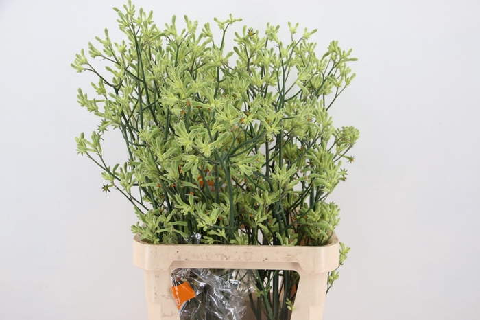 <h4>ANIGOZ GREEN 100CM ARTISTIC</h4>