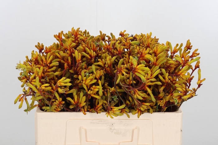 <h4>Anigoz Gold Fever</h4>