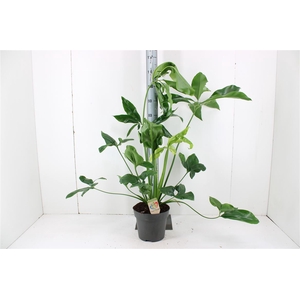 Philodendron Green Wonder P24