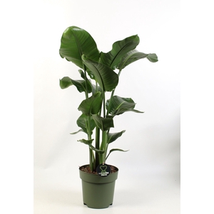 Strelitzia nicolai 3 pp