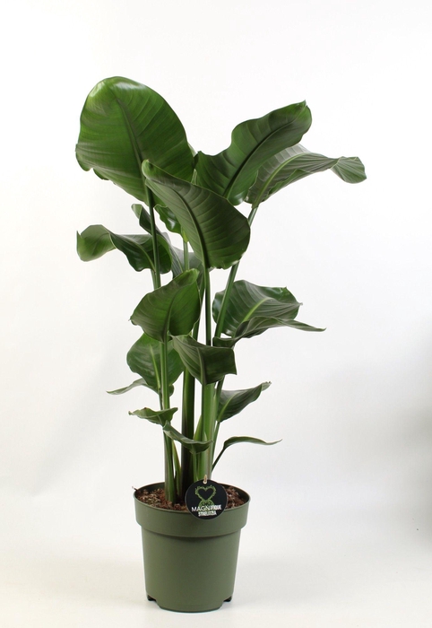 <h4>Strelitzia nicolai 3 pp</h4>