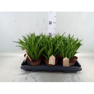 Sansevieria trifa. 'Hahnii'