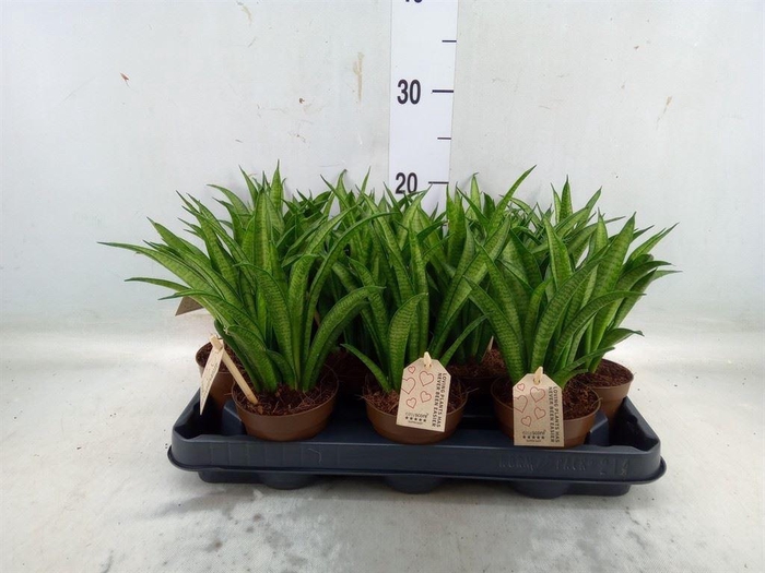 <h4>Sansevieria trifa. 'Hahnii'</h4>