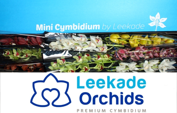 Cymb Mi Mixed Leekade X8