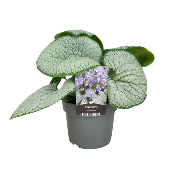 <h4>Brunnera Silver Heart®</h4>