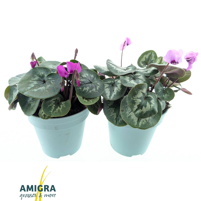 <h4>Cyclame Coum Mix</h4>