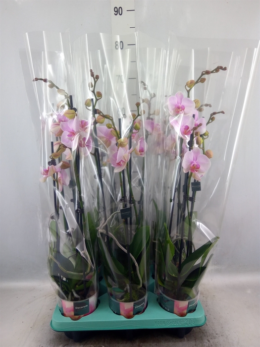 <h4>Phalaenopsis   ...</h4>