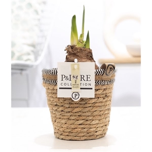 Hippeastrum white in P&PURE Basket 6