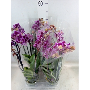 Phalaenopsis multi. 'Hornglin Vick'