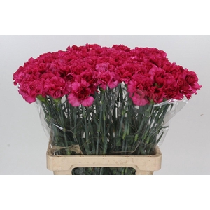 Dianthus St Aglianico