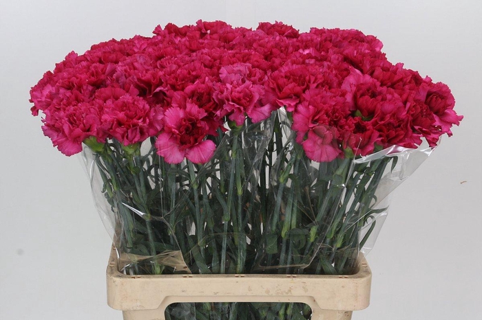 <h4>Dianthus St Aglianico</h4>