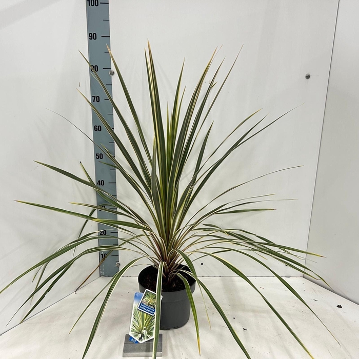 Cordyline